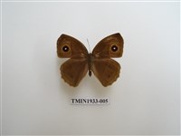 藏品(切翅眉眼蝶)的圖片